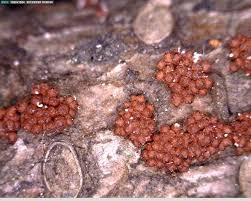 Attēlu rezultāti vaicājumam “Nectria sp., Neonectria sp.”