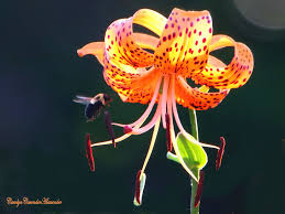 Attēlu rezultāti vaicājumam “Lilium lancifolium bud”