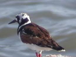 Attēlu rezultāti vaicājumam “Arenaria interpres adult”