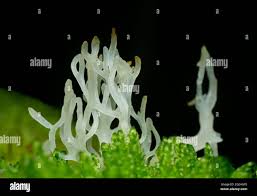 Attēlu rezultāti vaicājumam “Lentaria sp.”