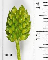 Attēlu rezultāti vaicājumam “Ranunculus lingua bud”