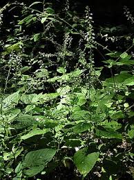 Attēlu rezultāti vaicājumam “Circaea lutetiana bud”