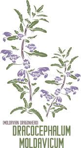 Image result for Dracocephalum moldavicum