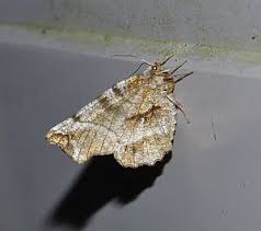 Attēlu rezultāti vaicājumam “Selenia dentaria imago”