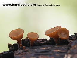 Attēlu rezultāti vaicājumam “Rutstroemia firma”