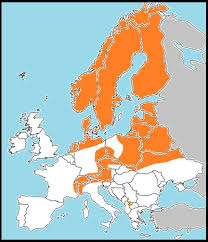 Attēlu rezultāti vaicājumam “Vacciniina optilete underside”