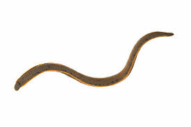 Attēlu rezultāti vaicājumam “Haemopis sanguisuga”