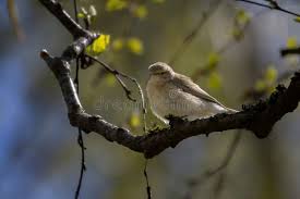 Attēlu rezultāti vaicājumam “Phylloscopus collybita”