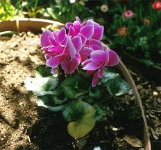 Image result for Cyclamen persicum