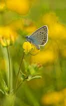 Attēlu rezultāti vaicājumam “Agrodiaetus amandus female”