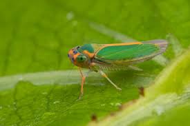 Attēlu rezultāti vaicājumam “Licea minima macro”