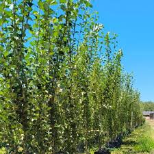 Attēlu rezultāti vaicājumam “Populus simonii”