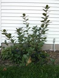 Attēlu rezultāti vaicājumam “Aronia melanocarpa”