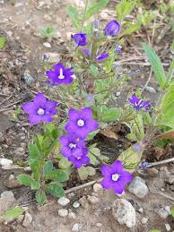 Image result for Legousia speculum-veneris