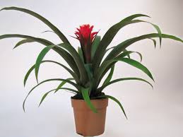 Картинки по запросу гусмания