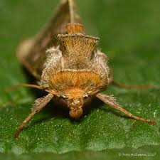 Attēlu rezultāti vaicājumam “Diachrysia tutti”