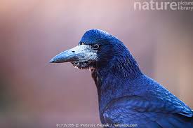 Attēlu rezultāti vaicājumam “Corvus frugilegus”