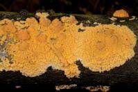 Attēlu rezultāti vaicājumam “Peniophora rufa”