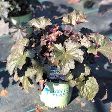 Image result for Heuchera `Palace Purple`