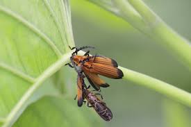 Attēlu rezultāti vaicājumam “Lycidae”