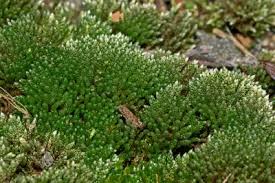 Attēlu rezultāti vaicājumam “Bryum argenteum”