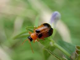 Attēlu rezultāti vaicājumam “Phyllobrotica quadrimaculata”