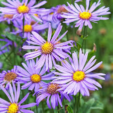 Image result for Aster amellus