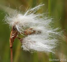 Attēlu rezultāti vaicājumam “Eriophorum gracile fruit”