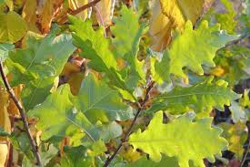 Attēlu rezultāti vaicājumam “Quercus robur”