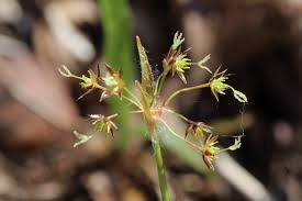 Attēlu rezultāti vaicājumam “Luzula pilosa flower”