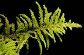 Attēlu rezultāti vaicājumam “Abietinella abietina var. hystricosa”