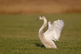 Attēlu rezultāti vaicājumam “Cygnus olor juvenile”