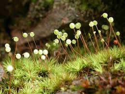 Attēlu rezultāti vaicājumam “Bartramia pomiformis”