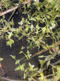 Attēlu rezultāti vaicājumam “Lemna trisulca”