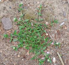 Attēlu rezultāti vaicājumam “Enteridium corticatum young”