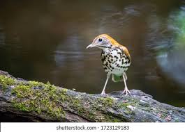 Image result for Hylocichla mustelina