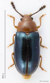 Attēlu rezultāti vaicājumam “Triplax aenea”