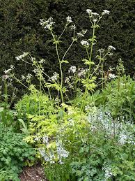 Attēlu rezultāti vaicājumam “Anthriscus sylvestris leaf”