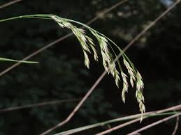 Attēlu rezultāti vaicājumam “Festuca altissima leaf”