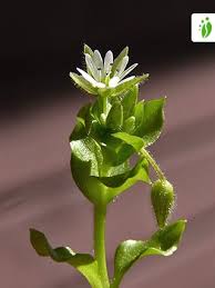 Attēlu rezultāti vaicājumam “Stellaria media flower”