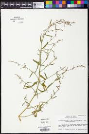 Attēlu rezultāti vaicājumam “Atriplex littoralis”