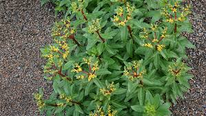 Attēlu rezultāti vaicājumam “Sedum aizoon flower”