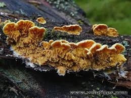 Attēlu rezultāti vaicājumam “Pseudomerulius aureus”