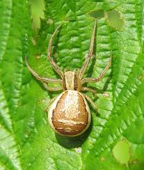 Attēlu rezultāti vaicājumam “Xysticus ulmi”