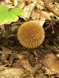 Attēlu rezultāti vaicājumam “Lycoperdon echinatum”