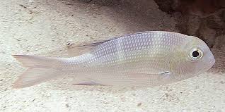 Image result for Monotaxis grandoculis