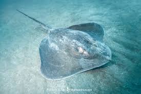 Image result for Bathytoshia centroura