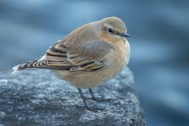 Attēlu rezultāti vaicājumam “Oenanthe oenanthe”