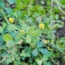 Attēlu rezultāti vaicājumam “Medicago lupulina”