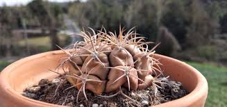 Image result for Gymnocalycium